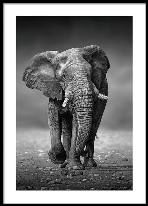 Elephant Poster