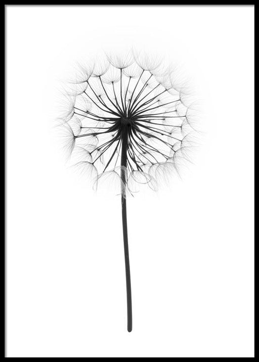 Pissenlit Affiche
