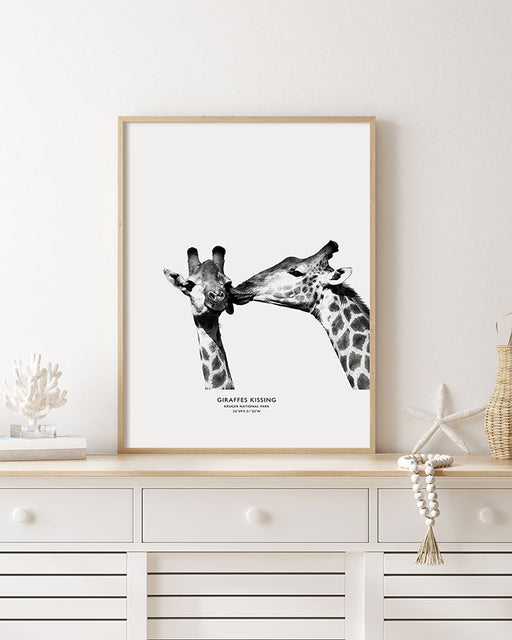 Giraffes Kissing Poster