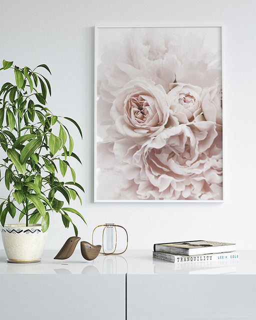 Pivoines roses Affiche