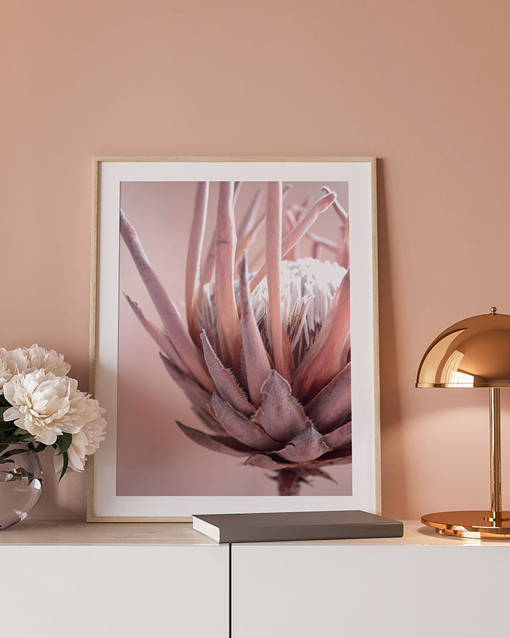 Protea Flower Poster